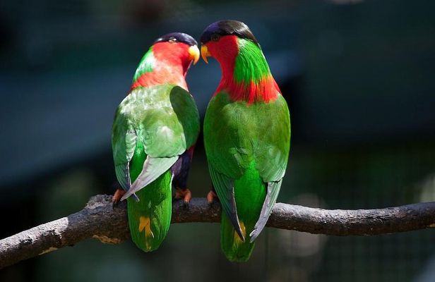 Kula Eco Bird Park ,Momi Gun Site And Market Tour Ex Marriott and Denarau resort