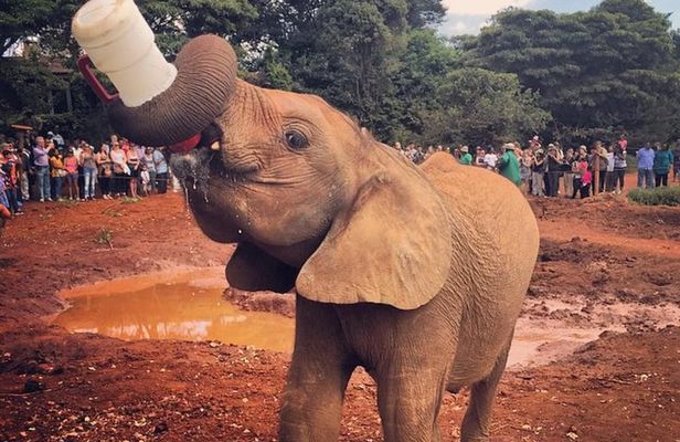 David Sheldrick Elephant Orphanage Half-Day Tour in Nairobi 