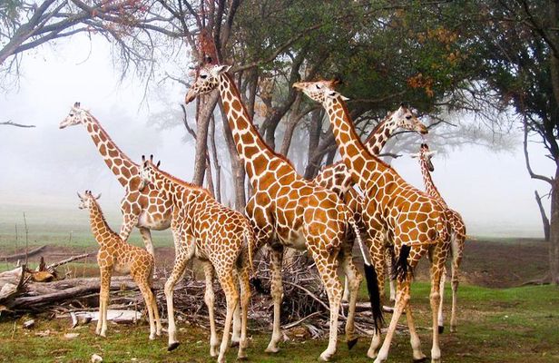 Giraffe Center and David Sheldrick Elephant Orphanage Tour