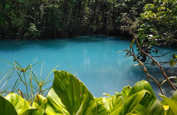 Rio Celeste Waterfall & Sloth Encounter Tour