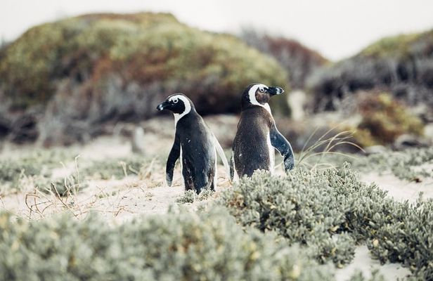 Full-Day Cape Peninsula Tour from Cape Town
