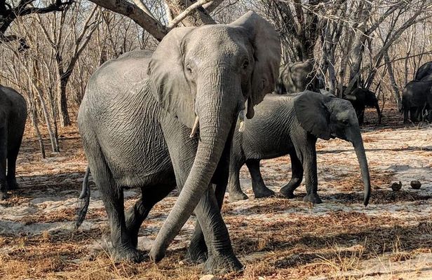 Hwange Full Day Trip