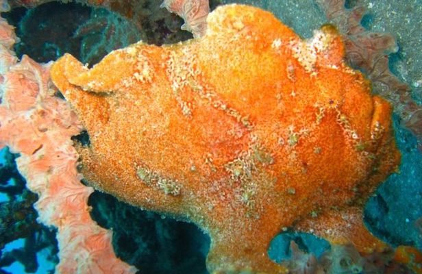Scuba diving in PADANG BAY BALI