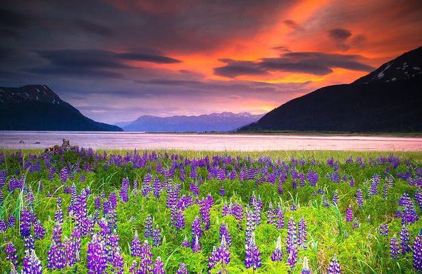 Turnagain Arm Tour