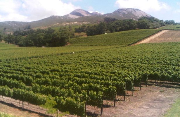 Private Cape Winelands from Stellenbosch OR Franschhoek OR Paarl
