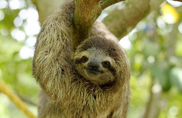 Rainforest Tour - Wanna see Sloths?
