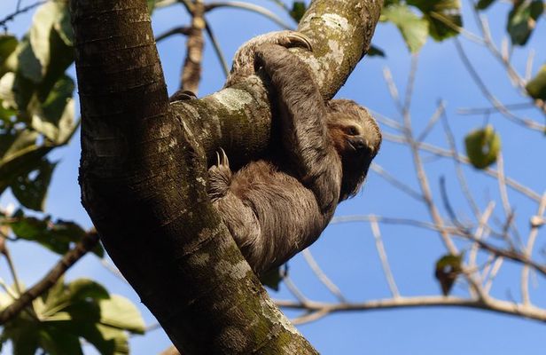 Santa Cruz Sloth and Wildlife Tour