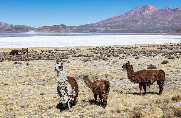 Salinas Salt Lagoon Private tour - Day Trip from Arequipa