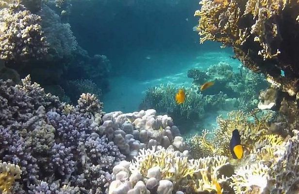 Full-Day Snorkeling Tour to Utopia Island from Luxor