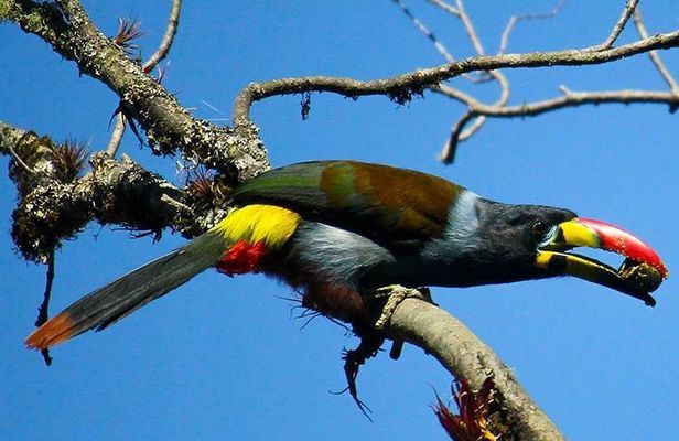 Birdwatching Tour in Cajas National Park from Cuenca