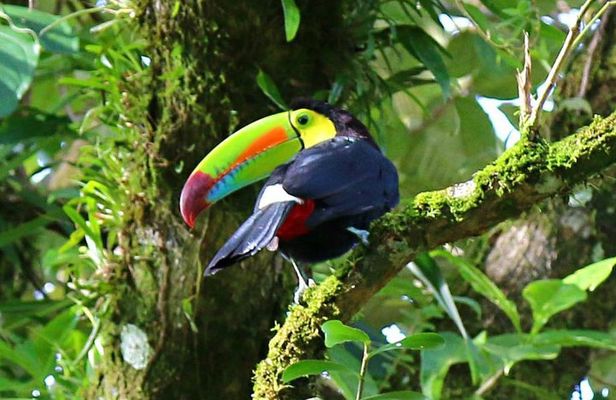 Birdwatching Tour at Mistico Park