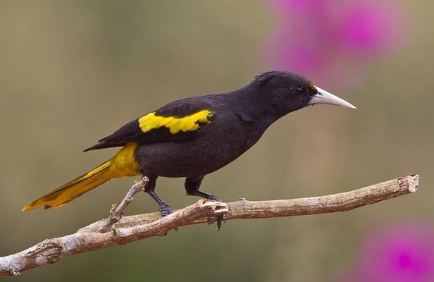 Birdwatching to the Mangrove of Paredon (From Puerto Quetzal) Private Tour