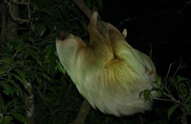 Monteverde Rain Forest Night Walk