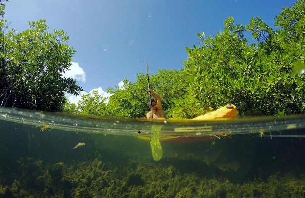 Magic Mangrove Paddle in Beef Island Lagoon