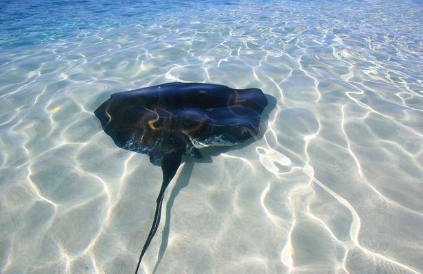 Gibbs Cay Stingray and Conch Dive Adventure