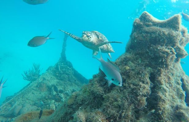 Elegance Catamaran turtles swim and lunch cruise