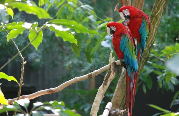 Spectacular Palo Verde Eco-Tour & Blue Zone Adventure