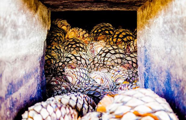 A unique tour! Visiting Hacienda Casa herradura From Guadalajara