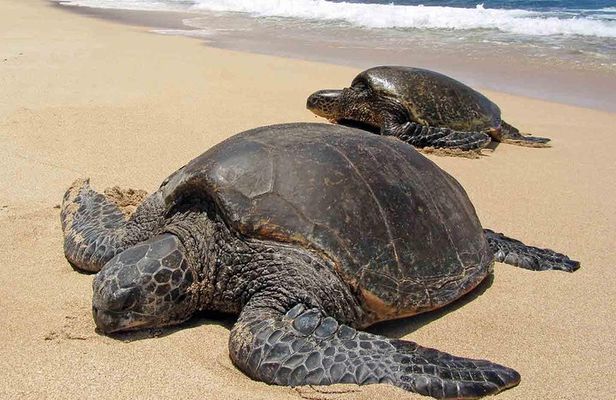 Sukamade Turtle Land Beach (2D1N)