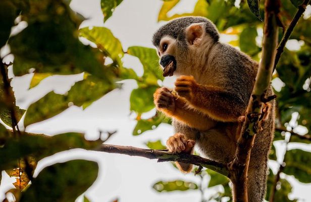 4-Day Cuyabeno Wildlife Reserve Adventure