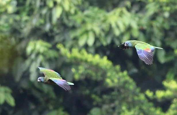 Rain forest and Bird watching
