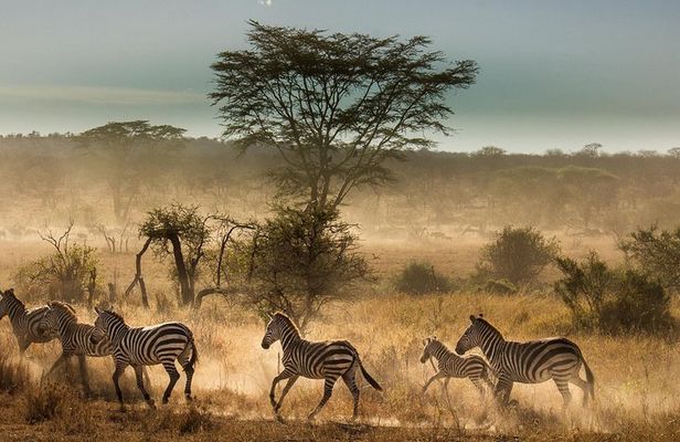 6 Days Tanzania Budget Camping Safari