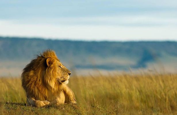 Tarangire Day Private tour trip