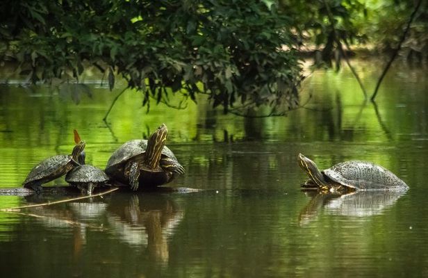 3-Days Tortuguero National Park Eco Adventure Tour