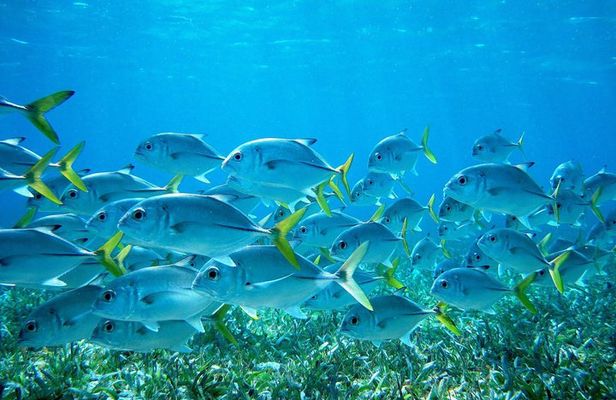 Barrier Reef Snorkel & Fishing Combo