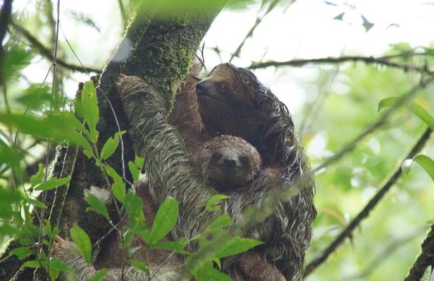 Sloth Watching Tour