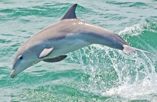Dolphin Watching around Cape May