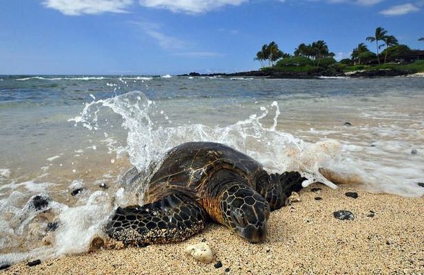 Kona Shore Excursion: Sea Turtles, Historic Kona & Coffee