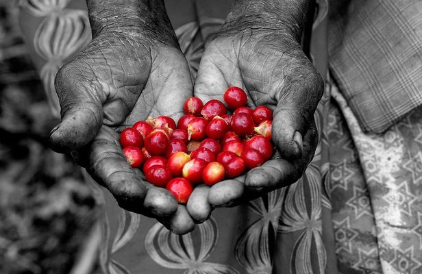 Rwandan Coffee Experience