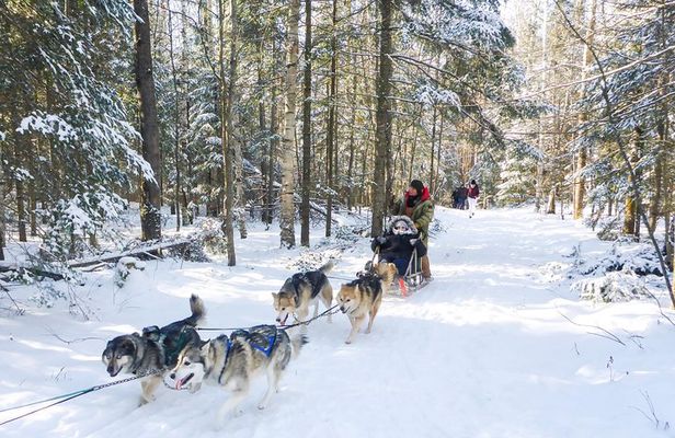 Dog Sledding 1/2 Day Tour from Toronto