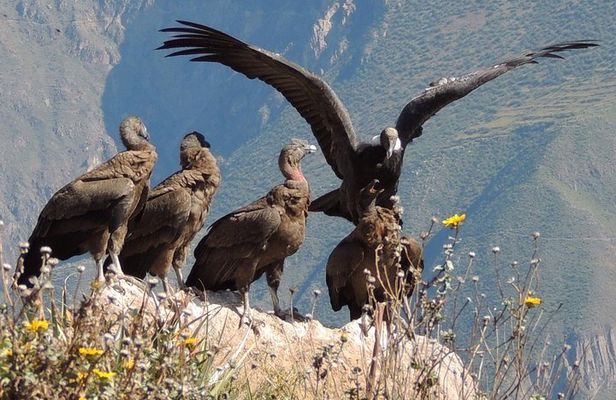 2 Day - Colca Canyon and Condor Tour from Arequipa, Peru - Group Service 