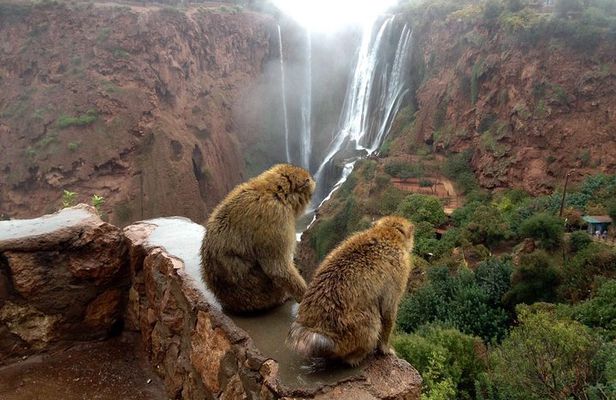 Marrakech Day Tour to Ouzoud Waterfalls
