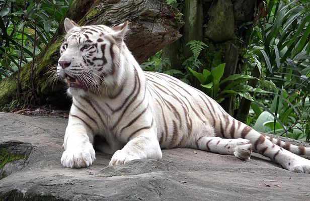 Delhi Zoo White Tigers & lions with Old Fort Visit