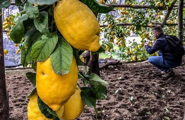 Private Tour: The Path of the Lemons