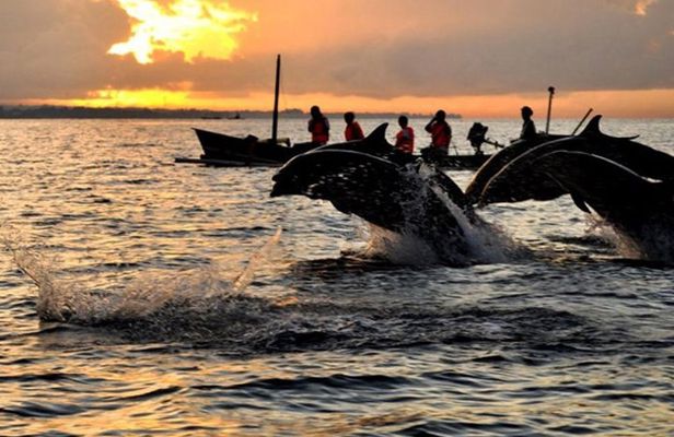 Amazing Private Tours: Dolphins Lovina and Gitgit Waterfall include Lunch