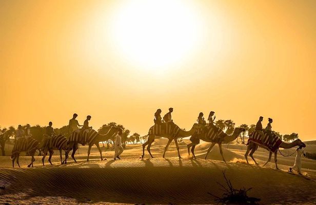 Dubai Sunset Camel Trekking with Shows & BBQ Dinner