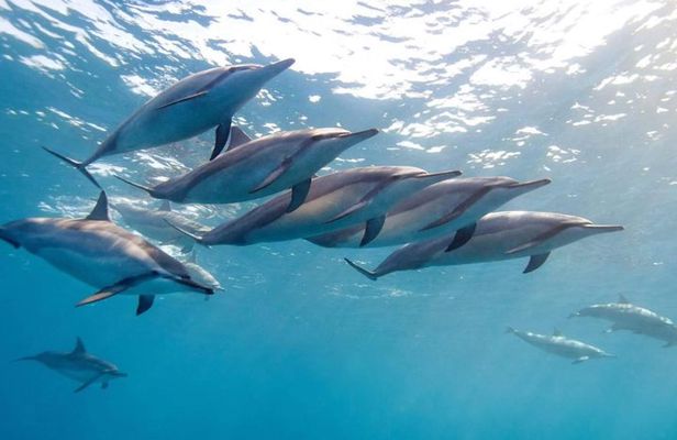 2-Hours Dolphin Excursion in Mauritius