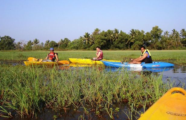 Kayaking on Sal Backwaters - Goa