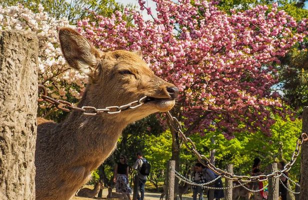 Nara Day Trip from Osaka: Private & Personalized with a Local