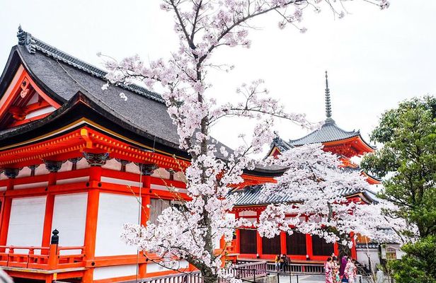 Private & Unique Kyoto Cherry Blossom "Sakura" Experience