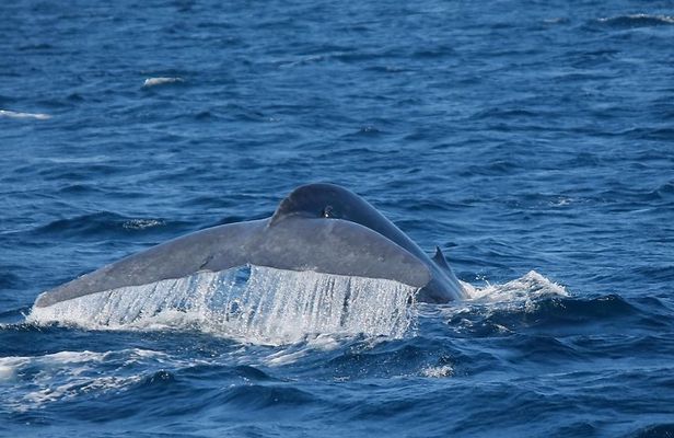 Whale Watching Day Trip to Mirissa From Colombo Or Negombo