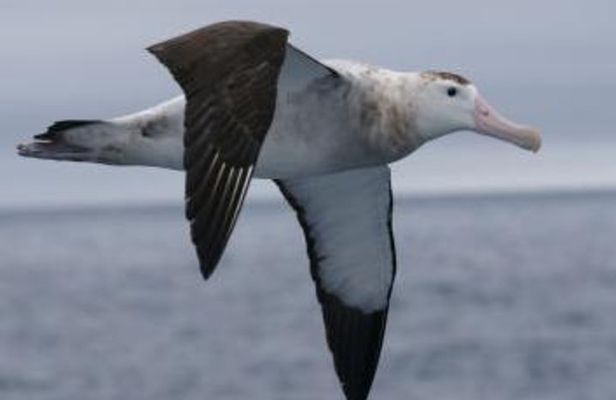 Kaikoura Albatross Encounter Tour from Christchurch