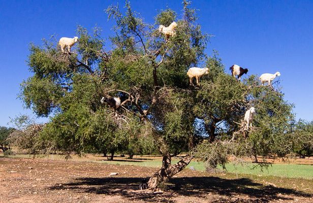 Essaouira Tour from Marrakech Private Sightseeing 
