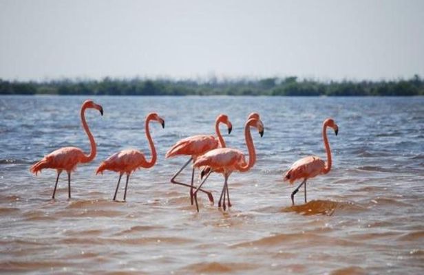 HOLBOX ISLAND TOUR - from Holbox (Private)