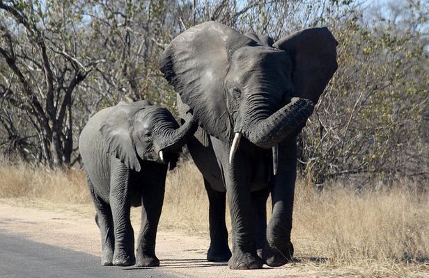 Kruger National Park - 1 Day (Open Vehicle)