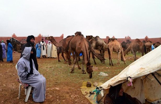 Saturday weekly Camel Market